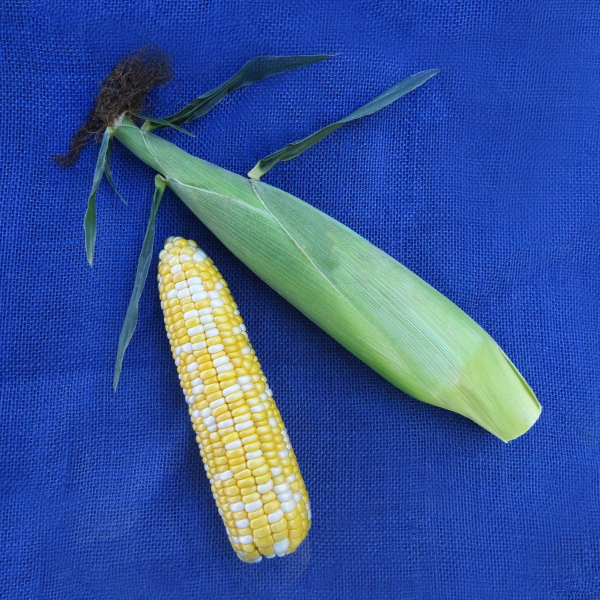 Hybrid Sugar Enhanced Bicolor Corn - Quick Trip
