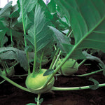 A flat-round pale green bulb of kohlrabi with visible leaves growing in the ground.