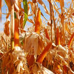 Hybrid Popcorn - R128YH