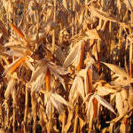 Hybrid Popcorn - R997