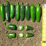 Hybrid Jalapeno Pepper - RPP 21560