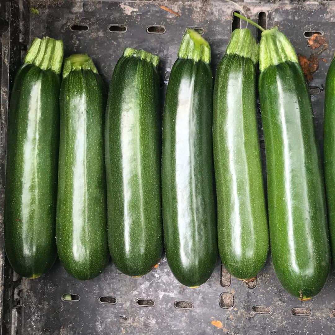 Hybrid Green Zucchini Squash - Rabun