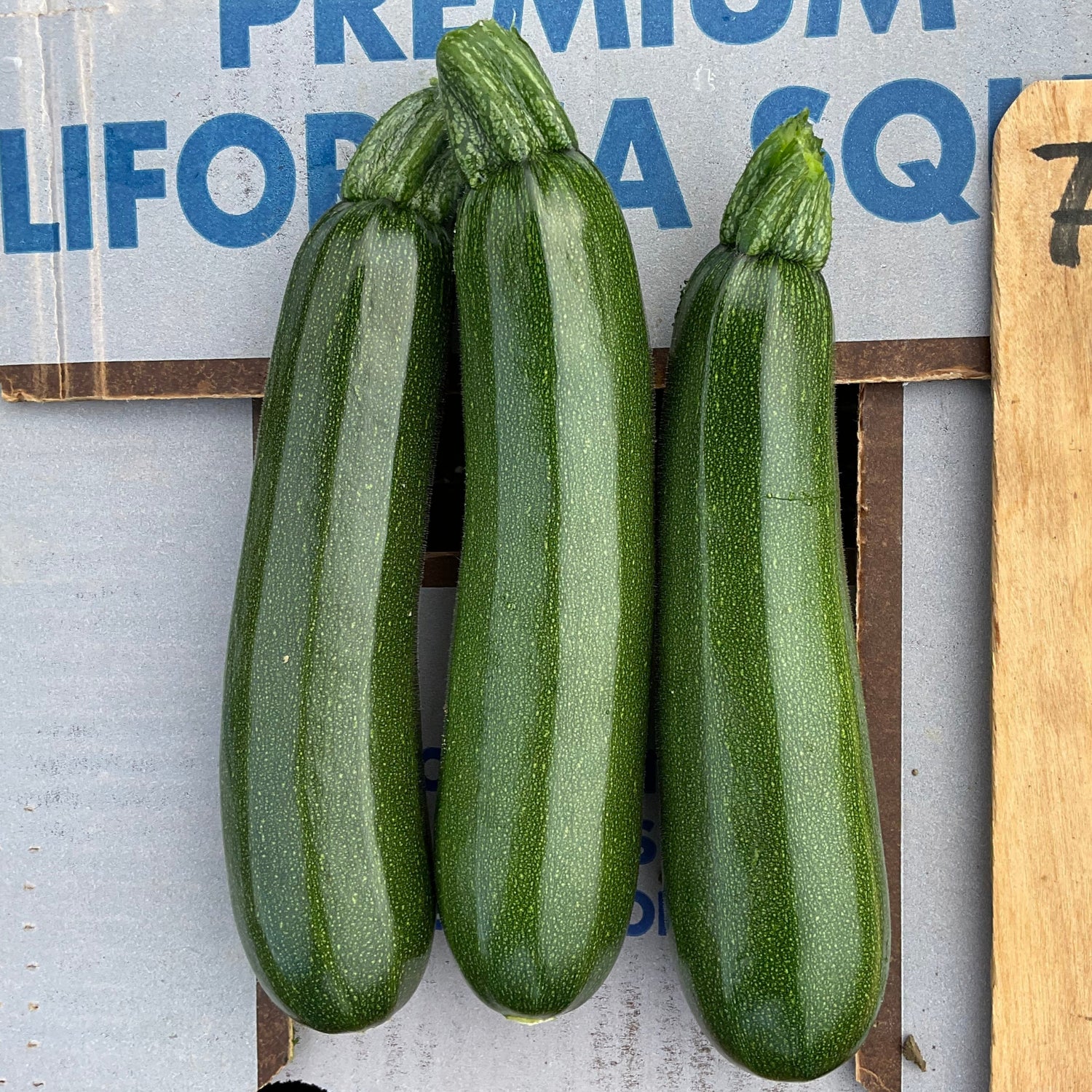 Hybrid Green Zucchini Squash - Rabun