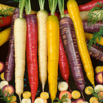 OP Multicolored Carrot - Rainbow Blend