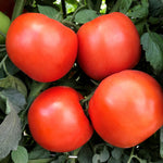 Hybrid Round Red Tomato - Rambler