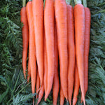 Hybrid Orange Carrot - Rebel