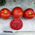 Hybrid Round Red Tomato - Rebel