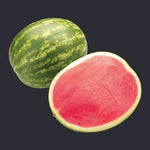 Hybrid Triploid (Seedless) Crimson Sweet Rind Watermelon - Red Amber