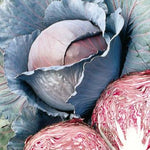 Hybrid Red Cabbage - Red Dynasty