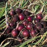Hybrid Long Day Red Onion - Red Garcia