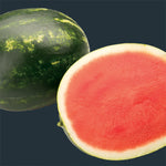 Hybrid Triploid (Seedless) Crimson Sweet Rind Watermelon - Red Garnet