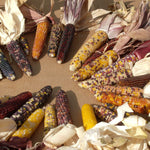 OP Ornamental Corn - Red Husk Spectrum