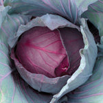 Hybrid Red Cabbage - Red Jewel