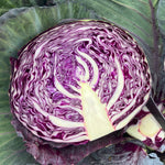 Hybrid Red Cabbage - Red Margarita RZ