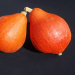 Hybrid Hubbard Squash - Red October