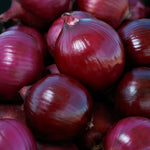 Hybrid Short Day Red Onion - Red Sapphire