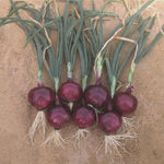 Hybrid Short Day Red Onion - Red Sensation