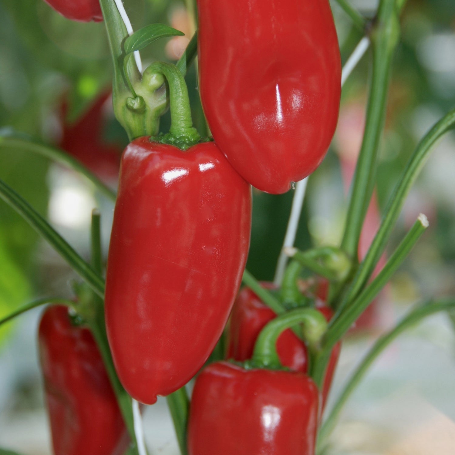 Hybrid Multicolored Mini Pepper - Sweetie Mix