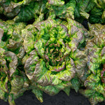 OP Red Leaf Lettuce - Red Tide