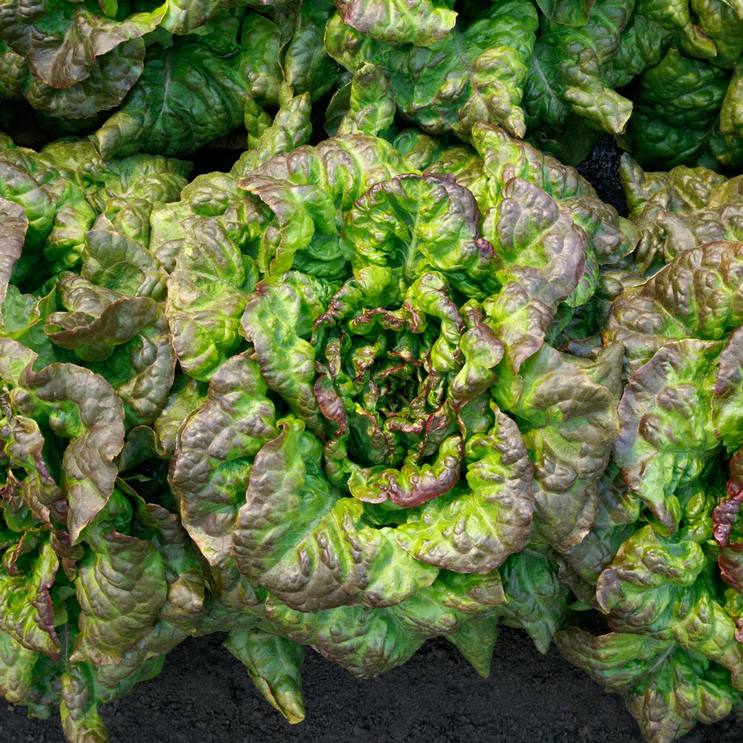 OP Red Leaf Lettuce - Red Tide