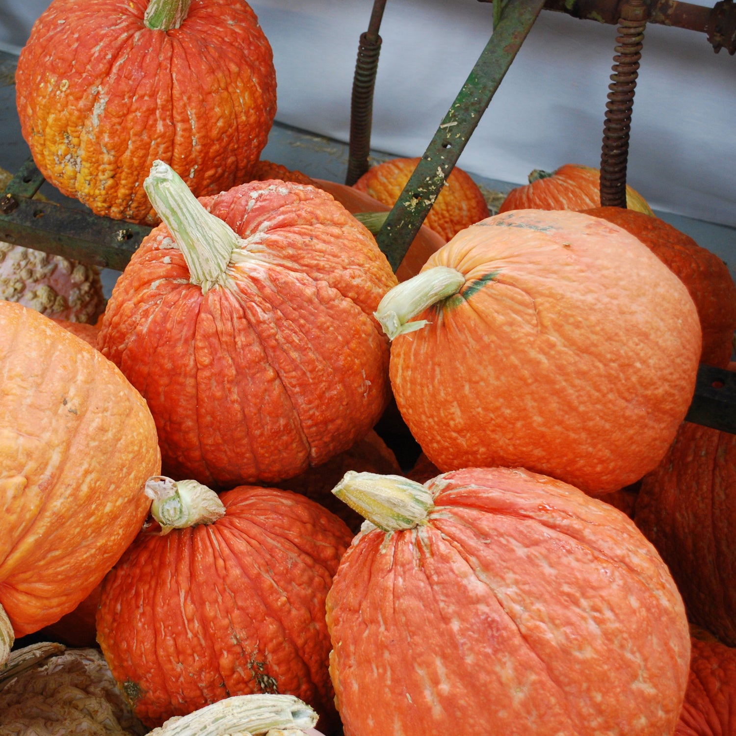 OP Specialty Pumpkin - Red Warty Thing