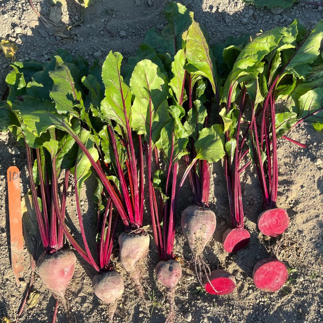 Hybrid Red Beet - Red Ace