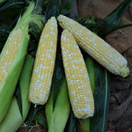 Hybrid Supersweet Bicolor Corn - Redemption XR