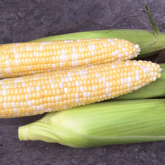 Hybrid Sugar Enhanced Bicolor Corn - Remedy