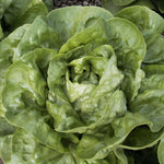 OP Green Butterhead Lettuce - Rhapsody