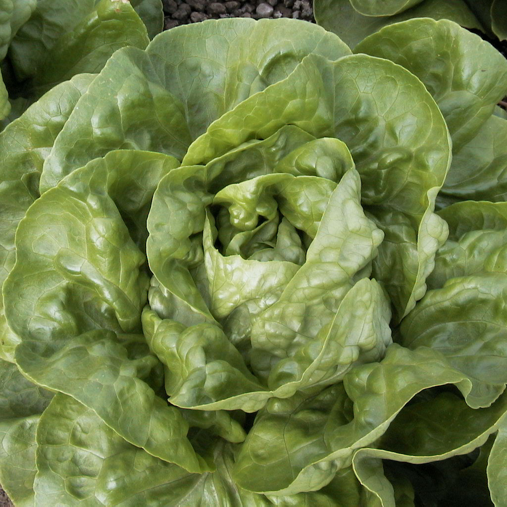 OP Green Butterhead Lettuce - Rhapsody