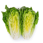 OP Green Romaine Lettuce - Rictus RZ Knox