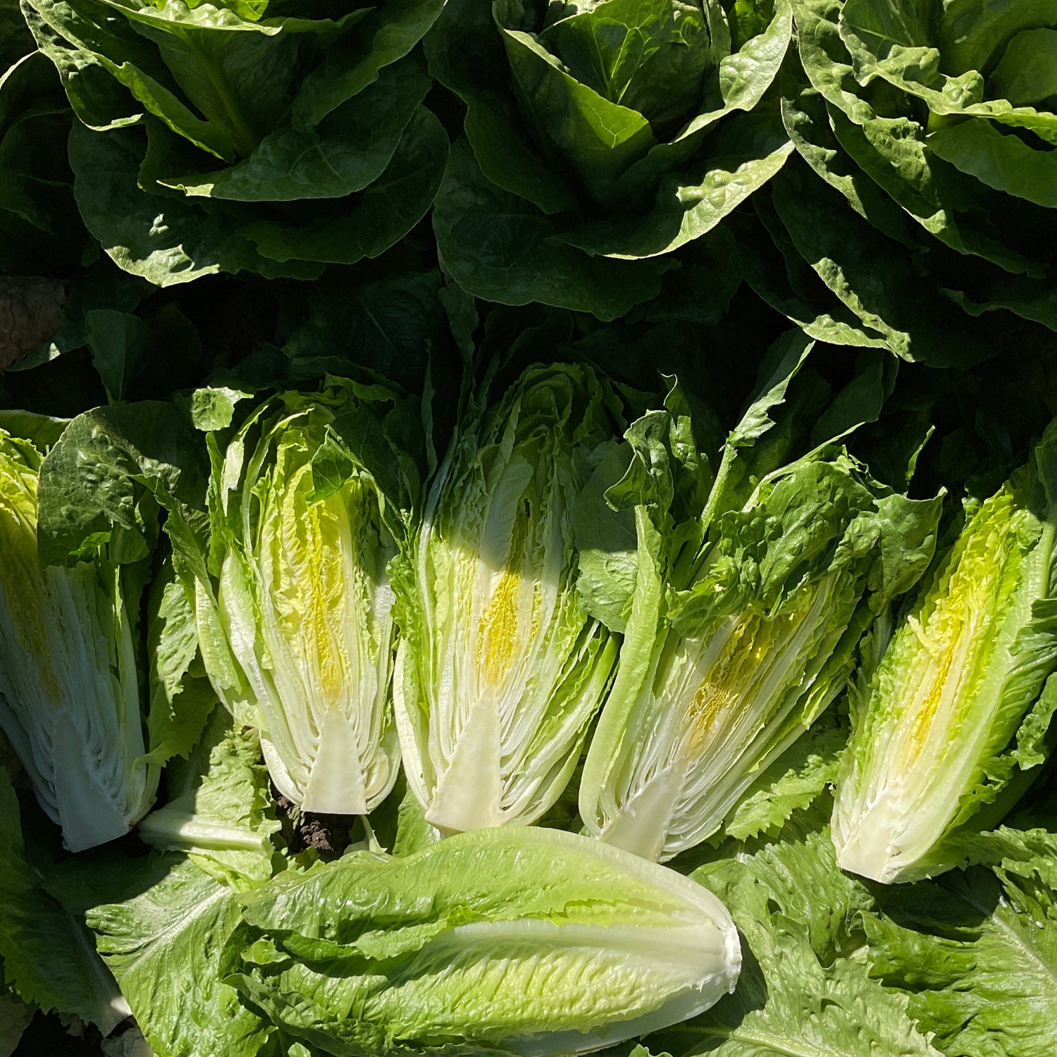 OP Green Romaine Lettuce - Rictus RZ Knox