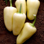 Hybrid Santa Fe Pepper - Rio de Oro