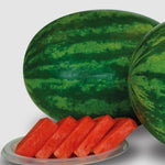 Hybrid Triploid (Seedless) Crimson Sweet Rind Watermelon - Rio Grande