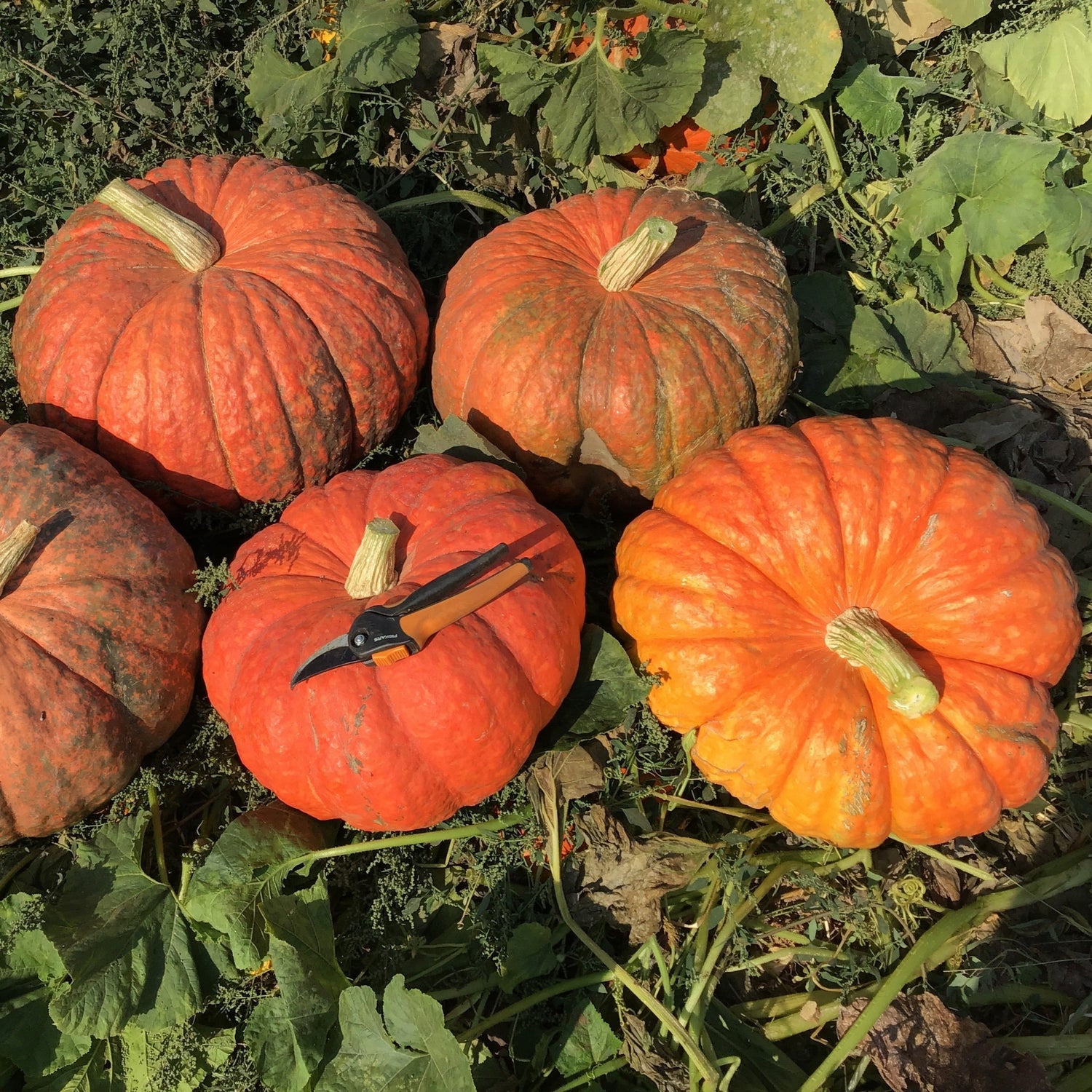 Hybrid Specialty Pumpkin - Ritz