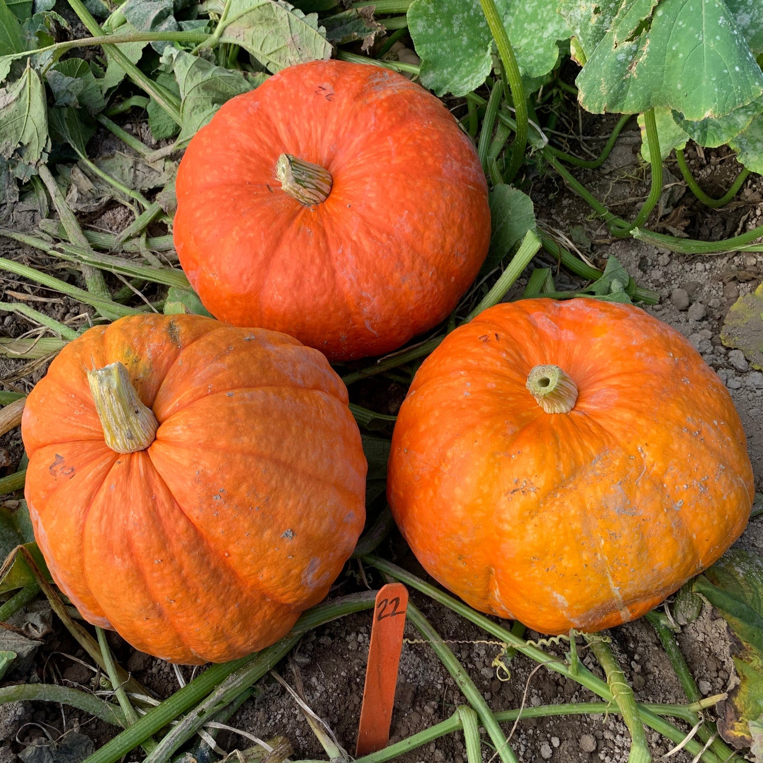Hybrid Specialty Pumpkin - Ritz