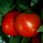 Hybrid Round Red Tomato - Roadster