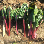 Hybrid Red Swiss Chard - Roadster