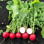 Hybrid Radish - Robello