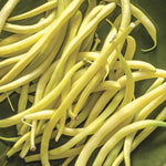 OP Yellow Bush Bean - Rocdor
