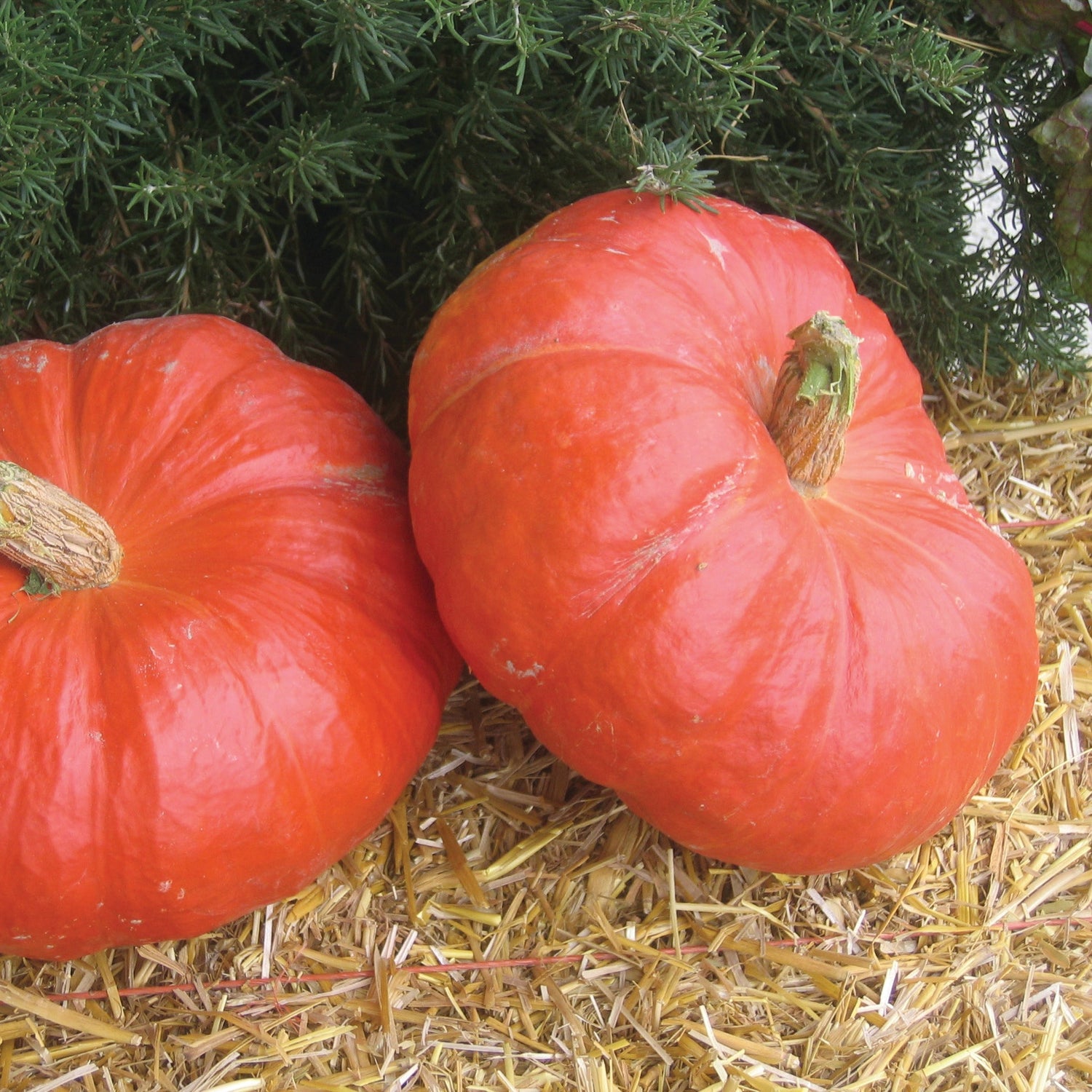 OP Specialty Pumpkin - Rouge Vif D'etampes