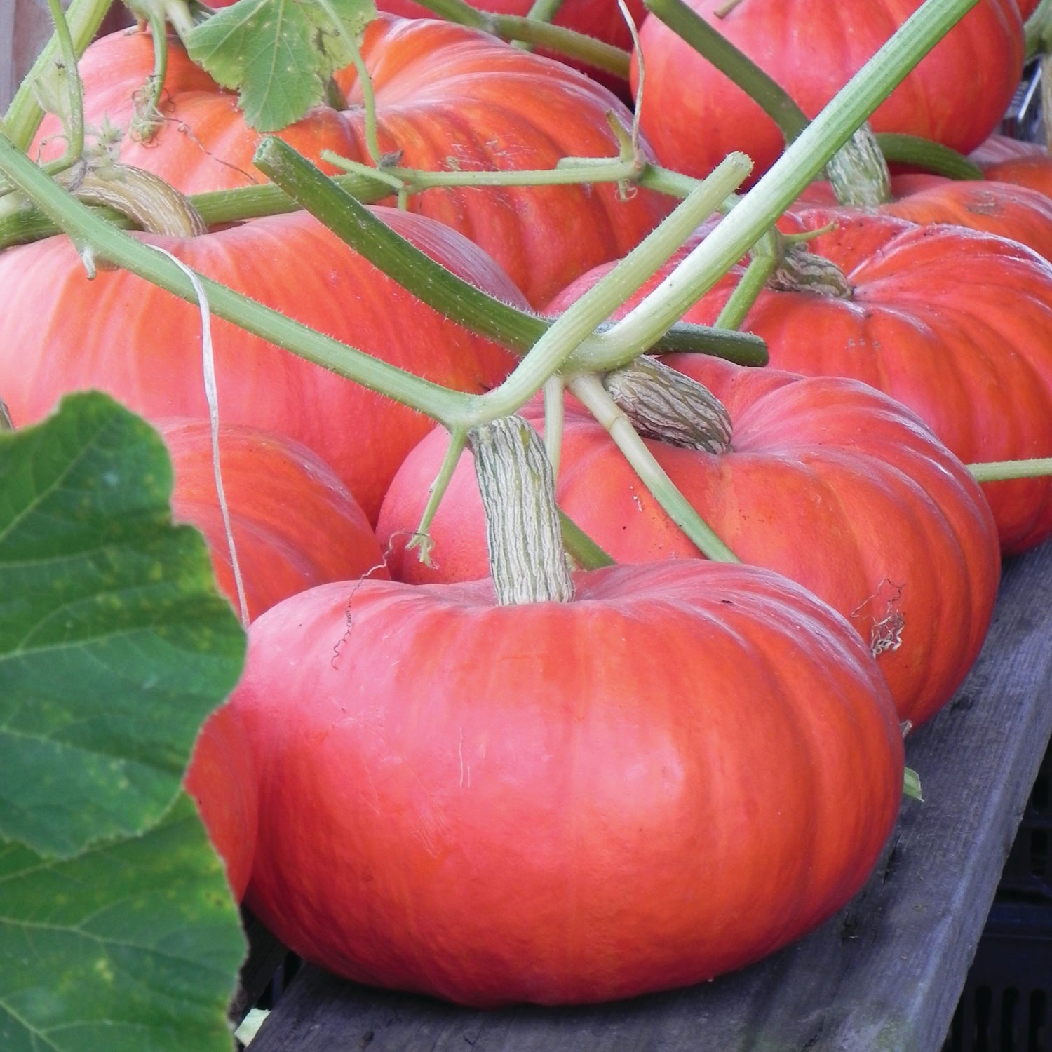 OP Specialty Pumpkin - Rouge Vif D'etampes