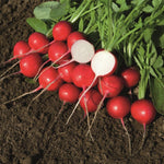 A cluster of round, deep red radishes with smooth surfaces and green tops, freshly harvested and displayed on soil.