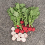 Hybrid Radish - Roxanne