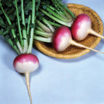 Hybrid Turnip - Royal Crown