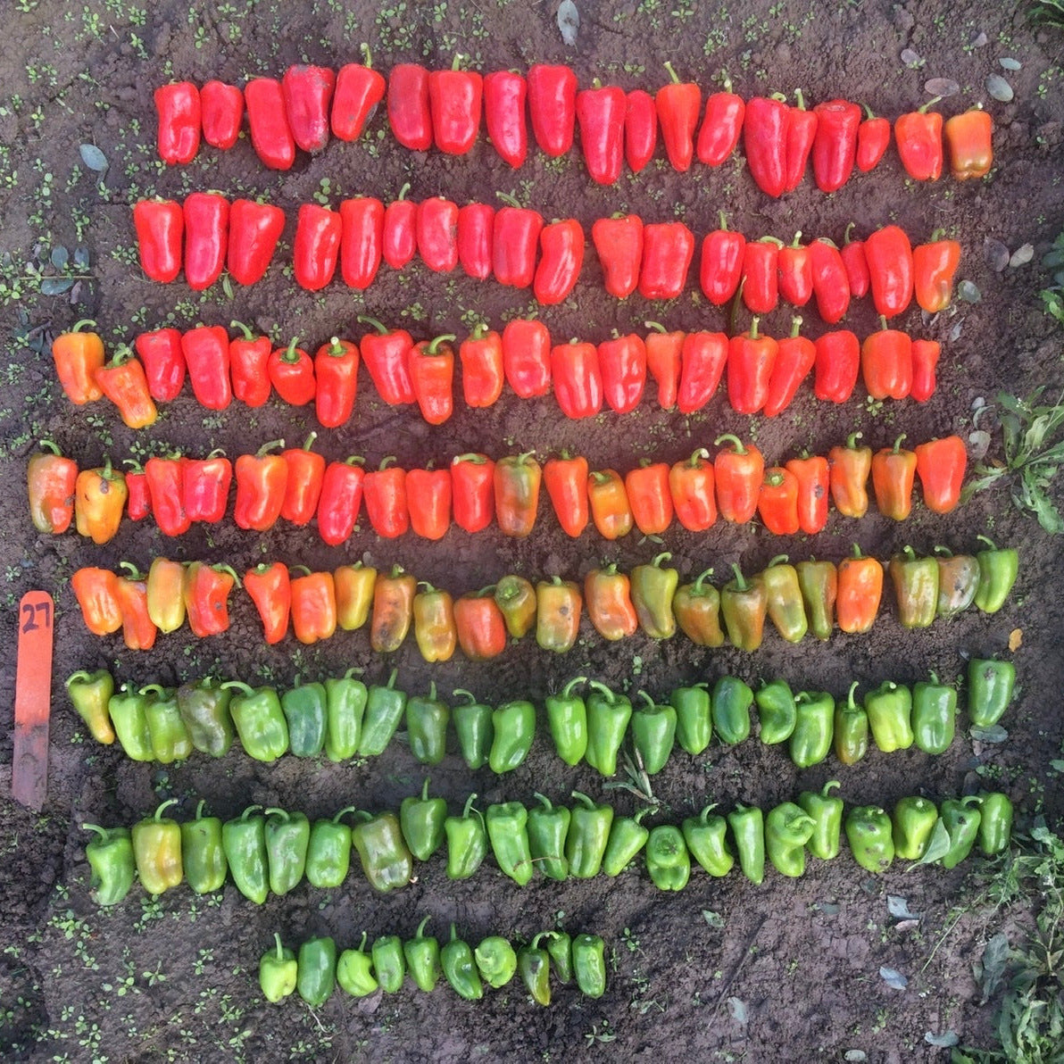 Hybrid Red Mini Pepper - Ruby Delite
