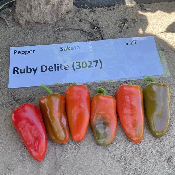 Hybrid Red Mini Pepper - Ruby Delite