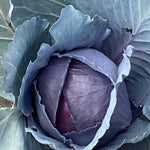 Hybrid Red Cabbage - Ruby King Improved