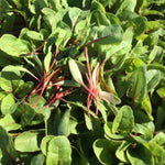 OP Red Swiss Chard - Ruby Red