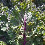 Hybrid Kale - Rubybor